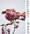 美しいピンクの八重桜 138857509