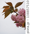 美しいピンクの八重桜 138857510