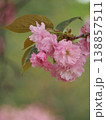 美しいピンクの八重桜 138857511