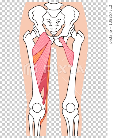 Adductor muscles (thigh muscles) Adductor muscles (thigh muscles) 138857512