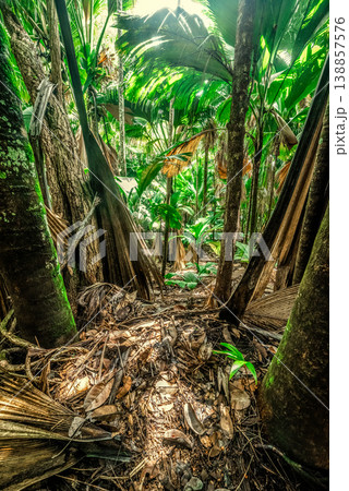 Tropical rainforest with thick vegetation Tropical rainforest with thick vegetation 138857576