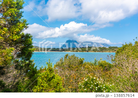 Vegetation by the sea in Cala Brandinchi beach Vegetation by the sea in Cala Brandinchi beach 138857614