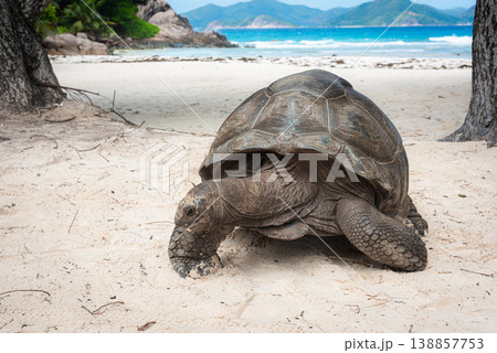 Close view of a giant tortoise in a tropical beach 138857753