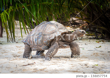 Giant tortoise on a tropical beach Giant tortoise on a tropical beach 138857754