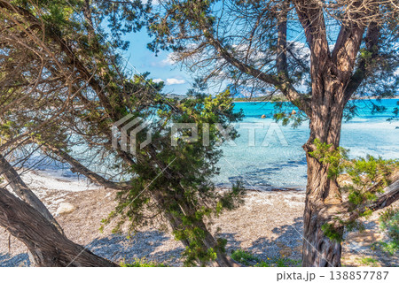 Pine trees by the sea in Lu Impostu beach 138857787