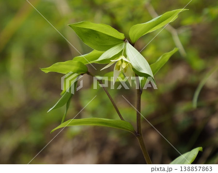 春の野のチゴユリ 138857863