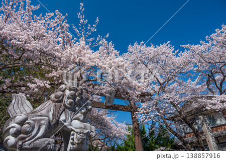 冨士御室浅間神社入口の桜　大鳥居と桜 138857916