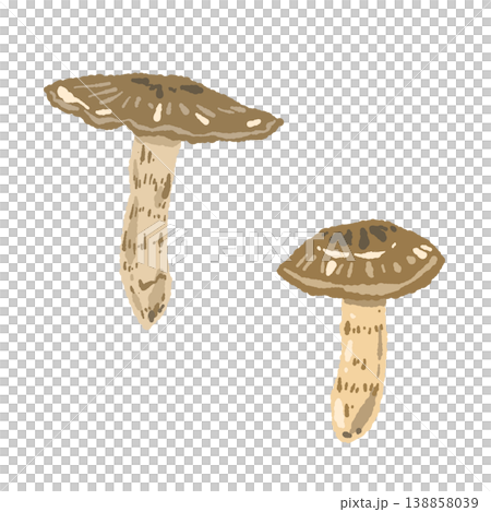Hand-drawn illustration of two matsutake mushrooms (a pair) 138858039