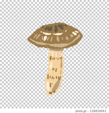 松茸（単体・中開き）の手描きイラスト素材 138858041