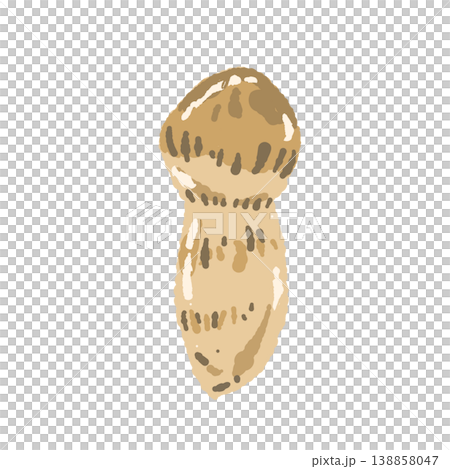 Hand-drawn illustration material of matsutake mushrooms (single and buds) 138858047