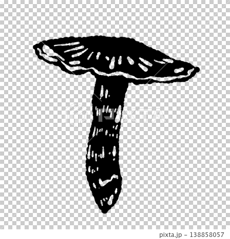 Black and white hand-drawn illustration of a single matsutake mushroom (with its cap open). Black and white hand-drawn illustration of a single matsutake mushroom (with its cap open). 138858057