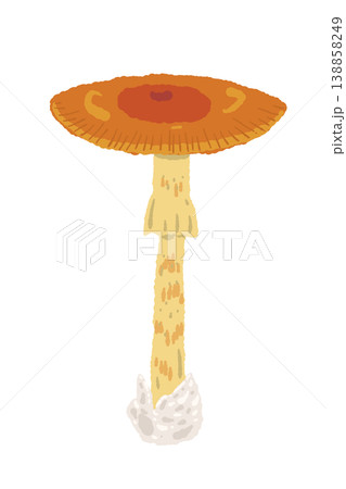 タマゴタケ（大）の手描きイラスト入り縦型メニュー・カードテンプレート 138858249