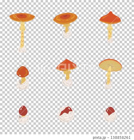 手繪的鵝膏菌（Amanita caesarea）各種變種插圖集。 138858261