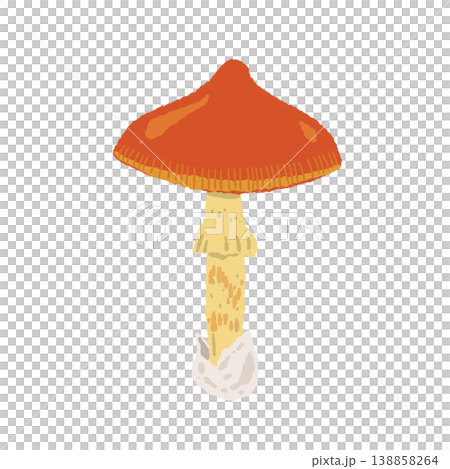 タマゴタケ（単体・丸い傘）の手描きイラスト素材 138858264