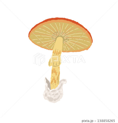 タマゴタケ（単体・裏側・ヒダ）の手描きイラスト素材 138858265