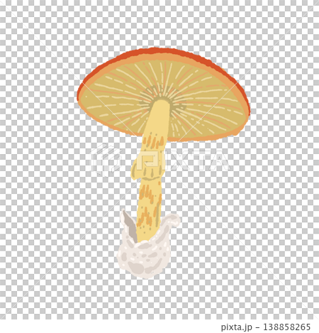 タマゴタケ（単体・裏側・ヒダ）の手描きイラスト素材 138858265