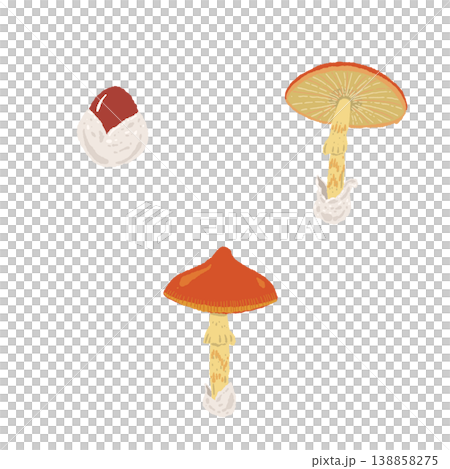 手繪插圖，描繪了三朵幼小的凱撒鵝膏菌。 138858275