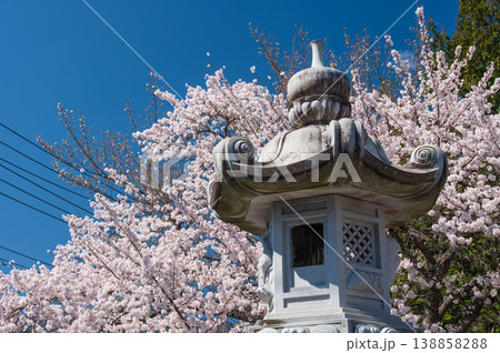 冨士御室浅間神社の桜 138858288