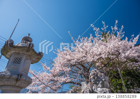 冨士御室浅間神社の桜 冨士御室浅間神社の桜 138858289