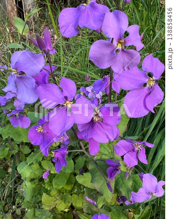美しい紫色の花大根の花、春の野にハナダイコンが群生する風景、開花したムラサキハナナの四弁の花びら 138858456