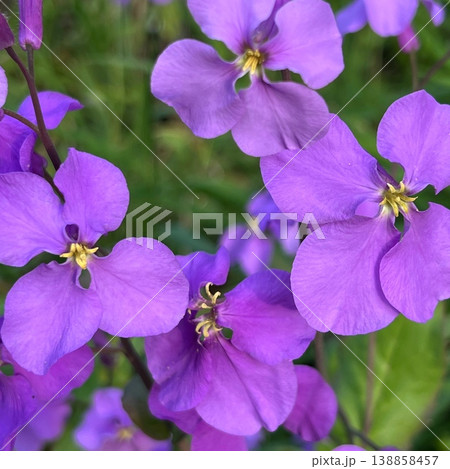 美しい紫色の花大根の花、春の野にハナダイコンが群生する風景、開花したムラサキハナナの四弁の花びら 美しい紫色の花大根の花、春の野にハナダイコンが群生する風景、開花したムラサキハナナの四弁の花びら 138858457