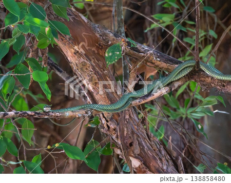 Chrysopelea, flying or gliding snake, on a tree, Phuket, Thailand Chrysopelea, flying or gliding snake, on a tree, Phuket, Thailand 138858480
