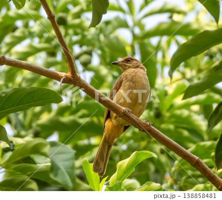 Streak-eared bulbul bird, Pycnonotus conradi, on a branch, Phuket, Thainland Streak-eared bulbul bird, Pycnonotus conradi, on a branch, Phuket, Thainland 138858481