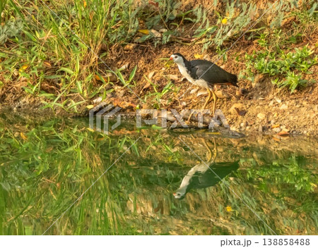 White-breasted waterhen bird, Amaurornis phoenicurus, Phuket, Thailand White-breasted waterhen bird, Amaurornis phoenicurus, Phuket, Thailand 138858488