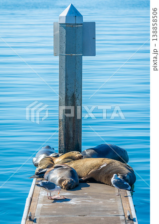 Sea lions and seagulls on a wooden wharf in Oceanside 138858506