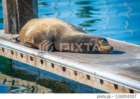Close up of a sea lion resting on a wooden footbridge in Oceanside, Close up of a sea lion resting on a wooden footbridge in Oceanside, 138858507