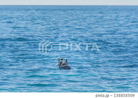 Group of pelicans floating on the ocean in California Group of pelicans floating on the ocean in California 138858509