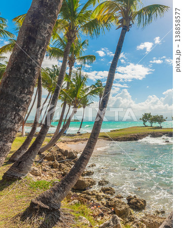 Palm trees by the blue sea in Guadeloupe Palm trees by the blue sea in Guadeloupe 138858577