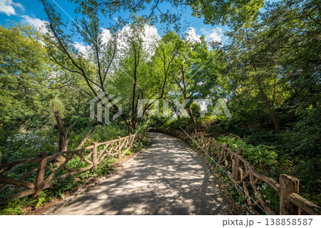 Walk path surrounded by vegetation in Central Park Walk path surrounded by vegetation in Central Park 138858587
