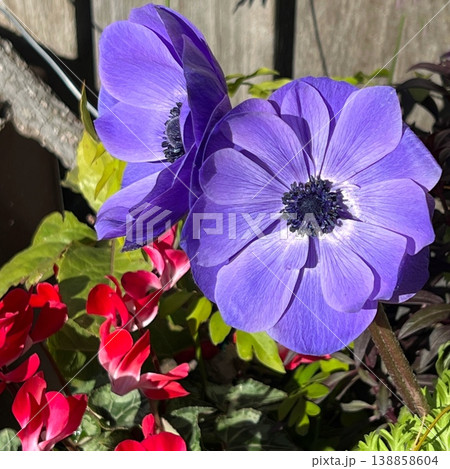 紫色の大きな花、紫色のアネモネの花 138858604