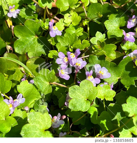 小さな紫色の花、蔦に咲く小さな紫色の花 小さな紫色の花、蔦に咲く小さな紫色の花 138858605