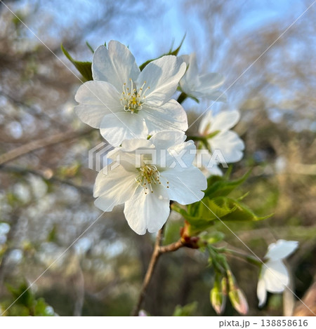 白い大島桜の花、五弁の花、オオシマザクラの白い花びら 白い大島桜の花、五弁の花、オオシマザクラの白い花びら 138858616