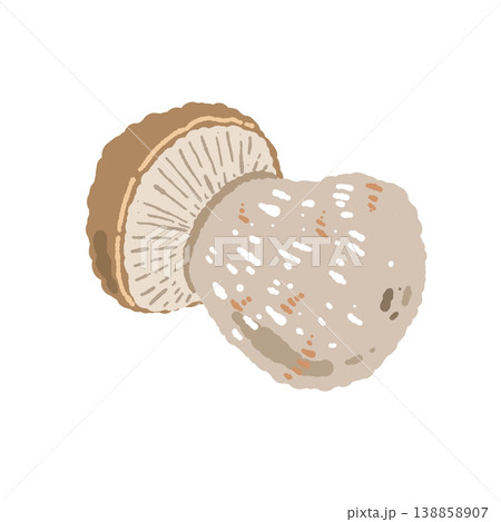 ポルチーニ茸(単体・斜め・裏側)の手描きイラスト素材 ポルチーニ茸(単体・斜め・裏側)の手描きイラスト素材 138858907