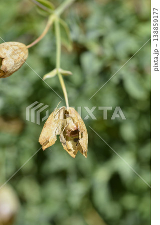 Sea campion Sea campion 138859177