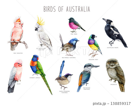 Australian birds with names clipart watercolor illustration set with cockatoo lorikeet kookaburra magpie owl, hand drawn exotic wildlife collection for decor design print, isolated on white Australian birds with names clipart watercolor illustration set with cockatoo lorikeet kookaburra magpie owl, hand drawn exotic wildlife collection for decor design print, isolated on white 138859317