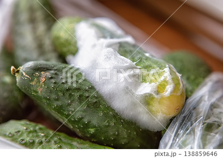 mold on cucumbers, spoiled food, place for text mold on cucumbers, spoiled food, place for text 138859646