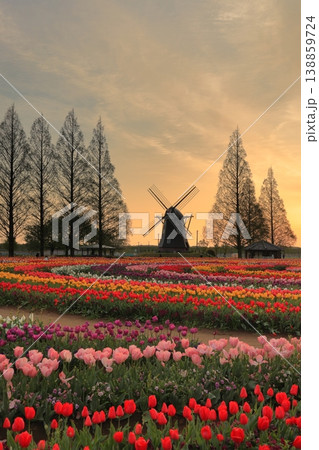 風車とチューリップ畑・あけぼの山農業公園の夜明け 風車とチューリップ畑・あけぼの山農業公園の夜明け 138859724