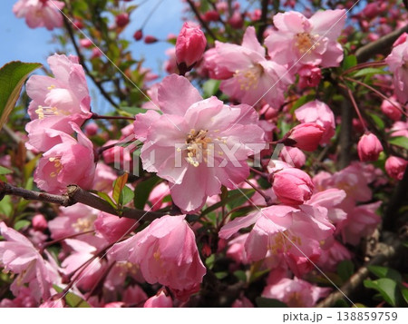 ハナカイドウの花 138859759