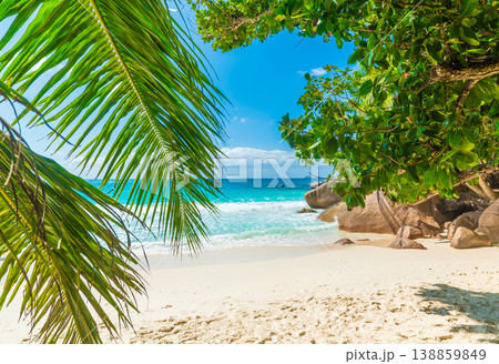 Palm trees and white sand in a tropical beach on a sunny day 138859849