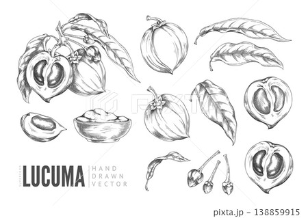 Lucuma fruit cut and whole, bowl of powder sketch vector set, superfood, hand drawn engraved eggfruit product, harvest 138859915