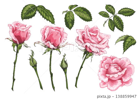 Rose pink flowers blossom, leaves and buds on stem vector hand drawn illustrations set, blooming sketch collection Rose pink flowers blossom, leaves and buds on stem vector hand drawn illustrations set, blooming sketch collection 138859947