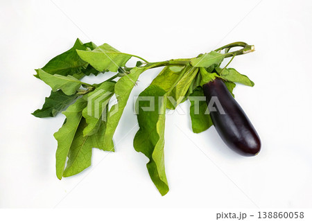 Eggplant on the branch on a white background Eggplant on the branch on a white background 138860058