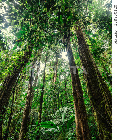 Trees and tropical plants seen from below in Basse Terre jungle Trees and tropical plants seen from below in Basse Terre jungle 138860120