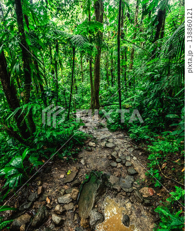 Path in Basse Terre jungle surorunded by thick tropical vegetation Path in Basse Terre jungle surorunded by thick tropical vegetation 138860121