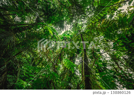 Thick vegetation in Basse Terre jungle seen from below Thick vegetation in Basse Terre jungle seen from below 138860126