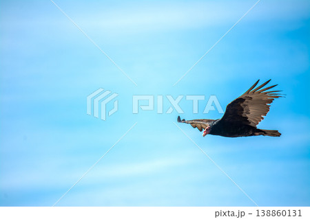 California Condor flying in the blue sky California Condor flying in the blue sky 138860131